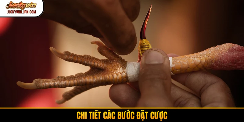 Chi tiết các bước đặt cược