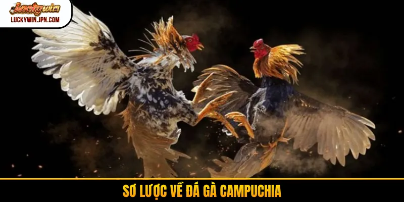 Sơ lược về đá gà Campuchia